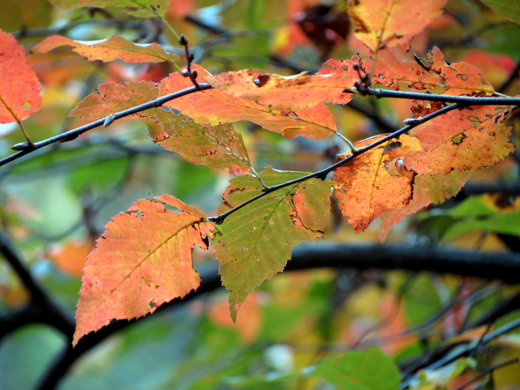 american_hornbeam3